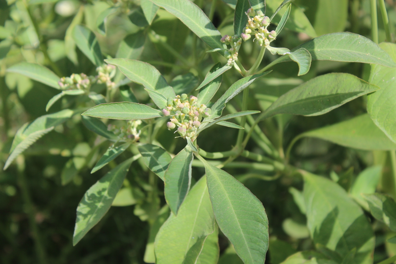 Plant Image